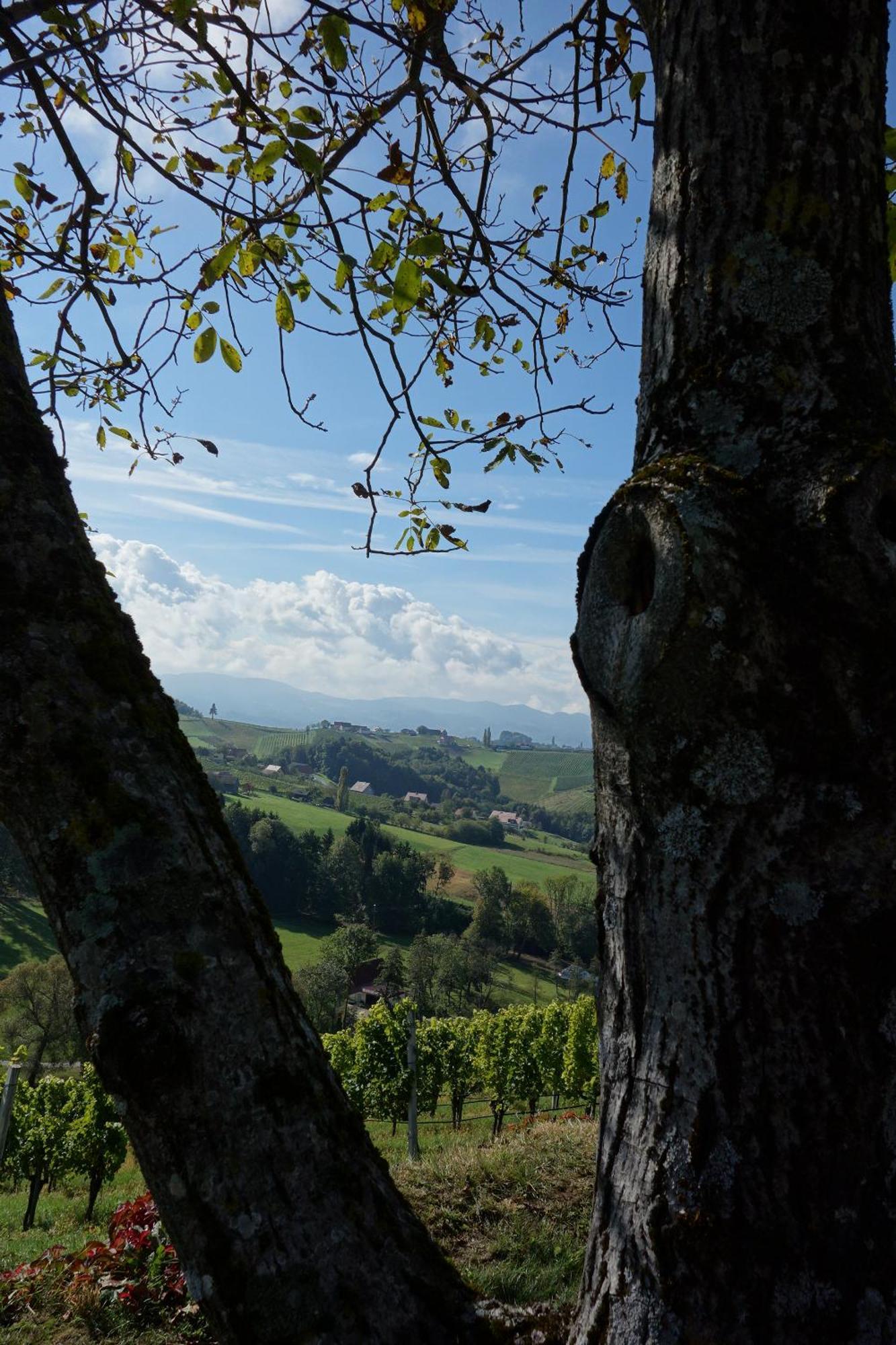 Das Weinberghaus Ratsch an der Weinstraße Buitenkant foto